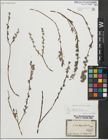 Foto von Salix repens subsp. rosmarinifolia (L.) Andersson
